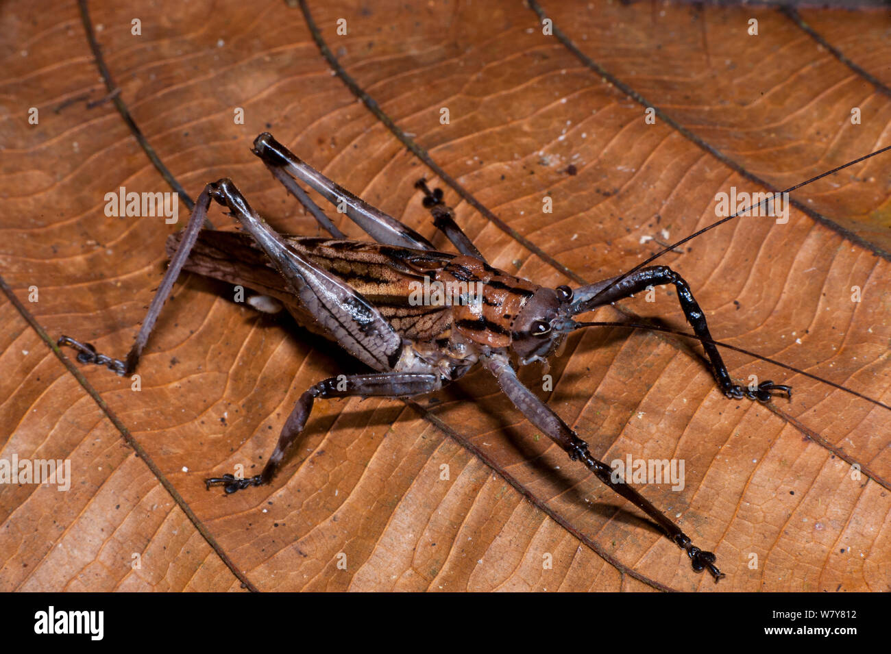 Brown Grasshopper (Acrididae) Yasuni National Park, la foresta pluviale amazzonica, Ecuador, Sud America Foto Stock