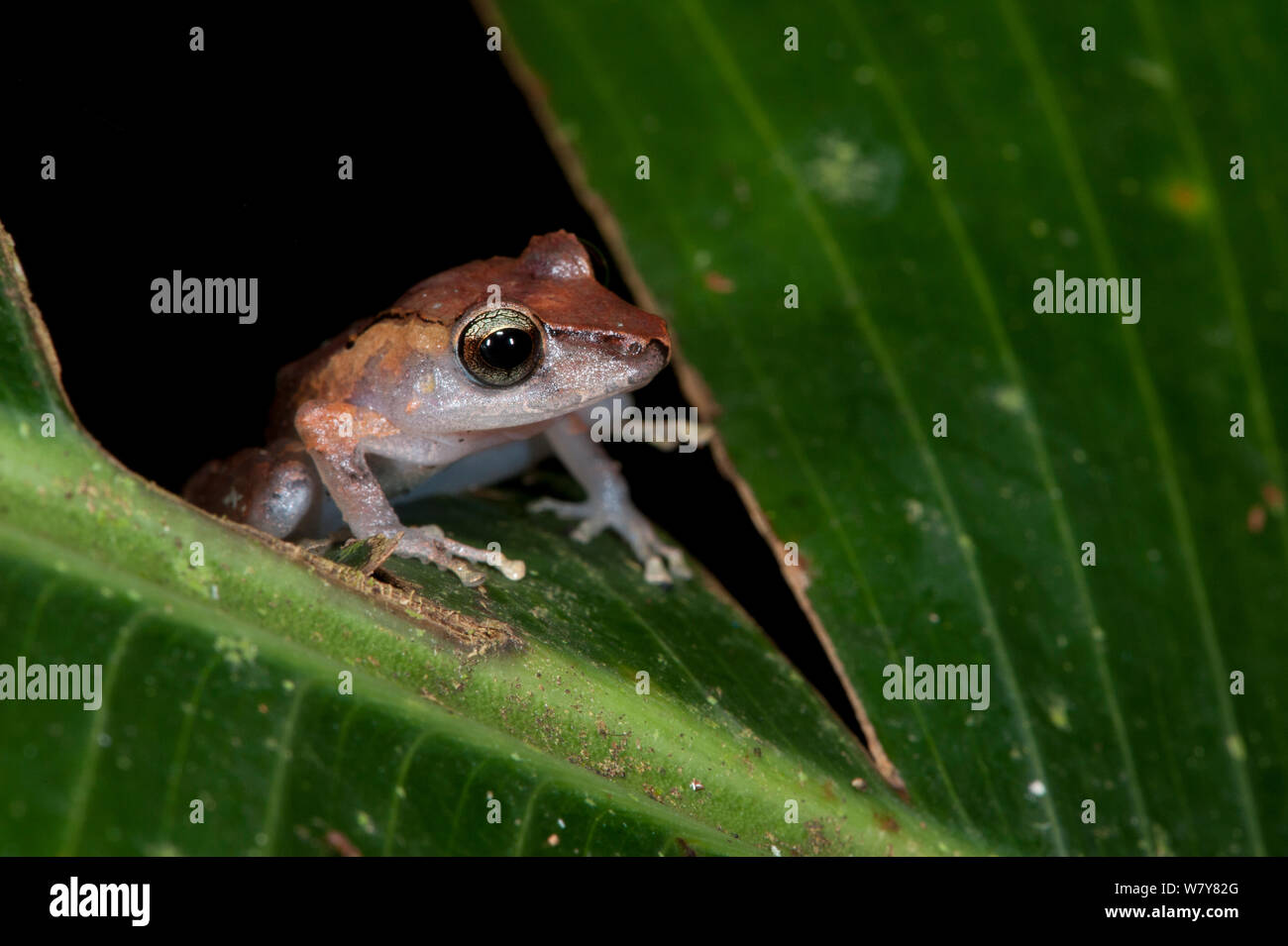 Kichwa rapinatore frog (Pristimantis kichwarum) Yasuni National Park, la foresta pluviale amazzonica, Ecuador, Sud America Foto Stock