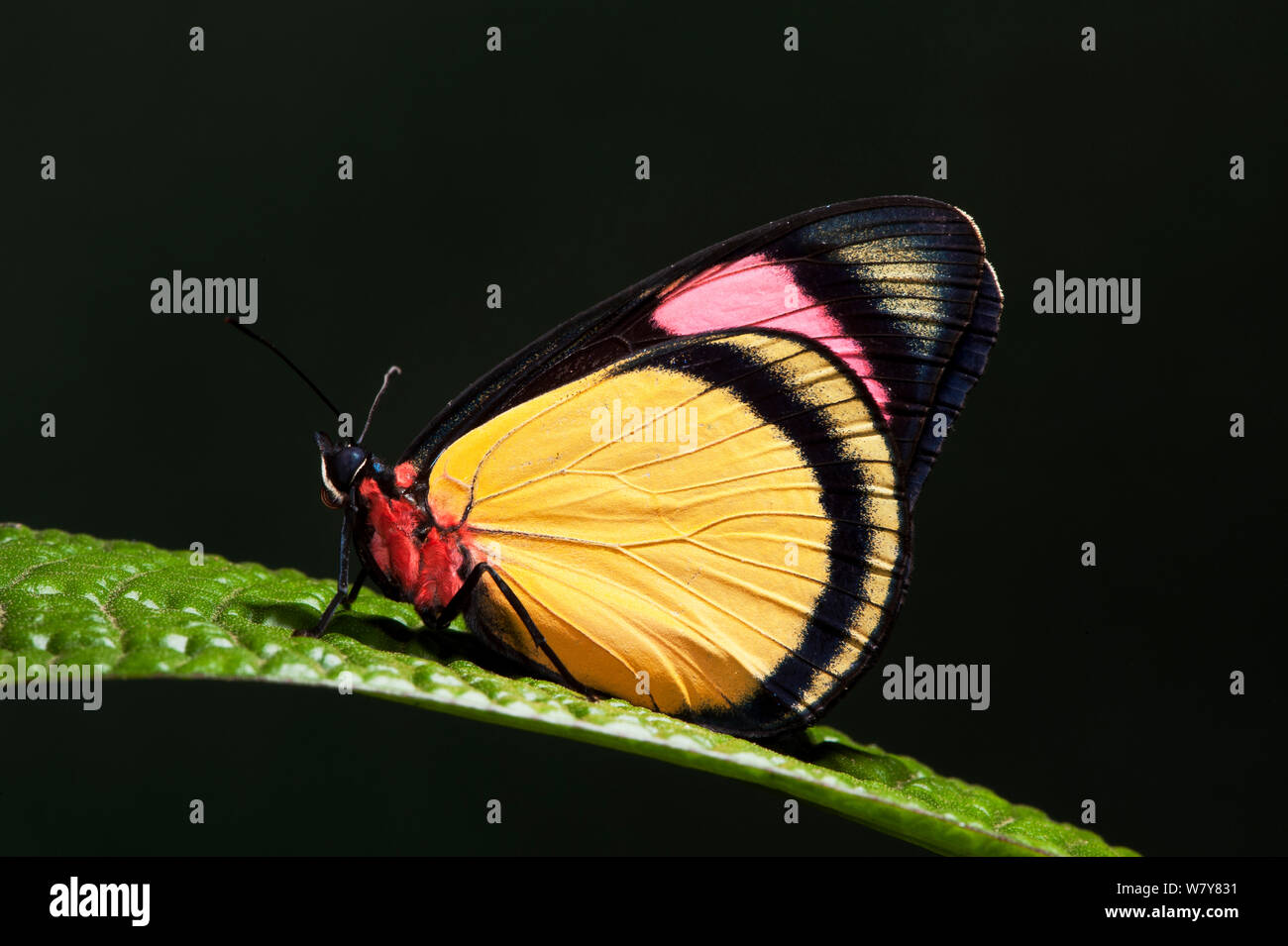Dipinto di bellezza butterfly (Batesia hypochlora) Yasuni National Park, la foresta pluviale amazzonica, Ecuador, Sud America. Foto Stock