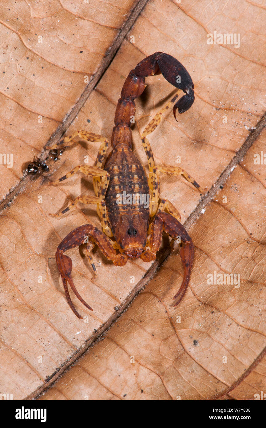 Scorpion (Tityus astenes) capretti, Yasuni National Park, la foresta pluviale amazzonica, Ecuador, Sud America Foto Stock