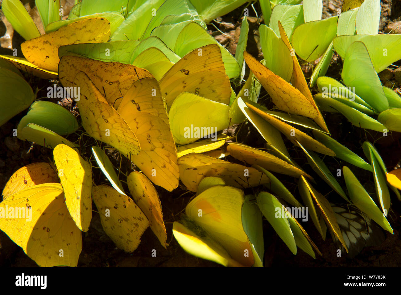 Farfalle di zolfo (Phoebis sp. ) Copertura di minerali leccare, Yasuni National Park, la foresta pluviale amazzonica, Ecuador, Sud America. Foto Stock
