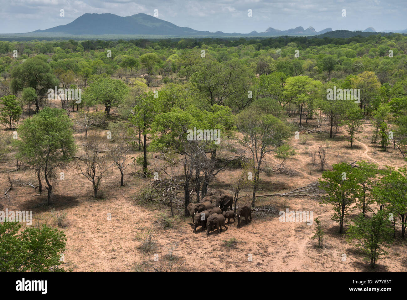 Vista aerea da un elicottero di un elefante africano (Loxodonta africana) allevamento. Gli elefanti erano in procinto di essere sfrecciato per trasferimento alla riserva di essi erano fuggiti dalla. Lo Zimbabwe, novembre 2013. Foto Stock