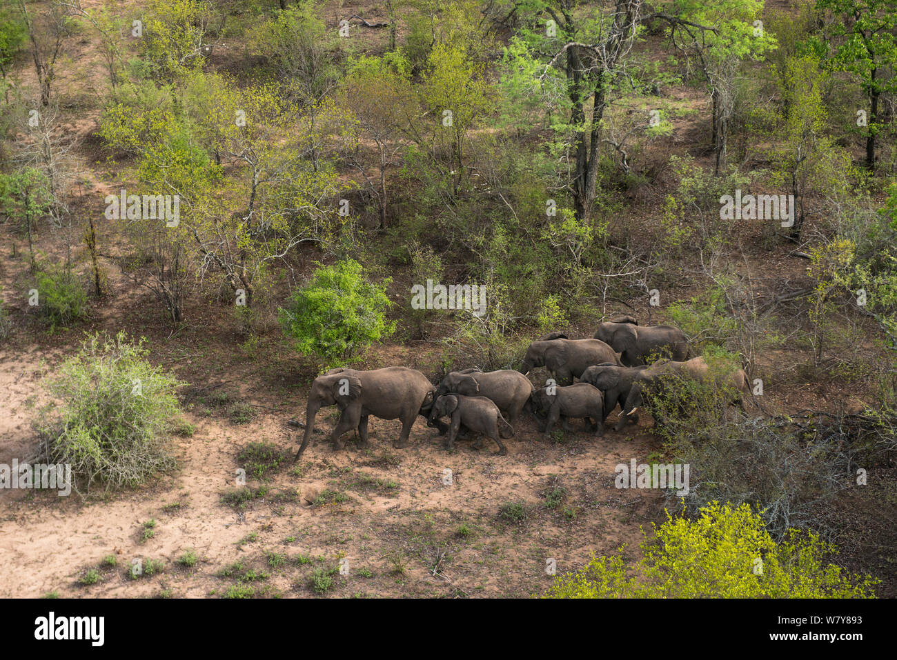 Vista aerea da un elicottero di un elefante africano (Loxodonta africana) allevamento. Gli elefanti erano in procinto di essere sfrecciato per trasferimento alla riserva di essi erano fuggiti dalla. Lo Zimbabwe, novembre 2013. Foto Stock