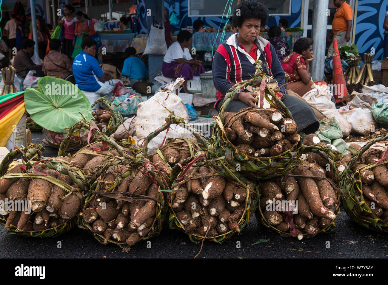 Taro (Colocasia esculenta) per la vendita, Suva Mercato, Viti Levu, Figi, Sud Pacifico, aprile 2014. Foto Stock