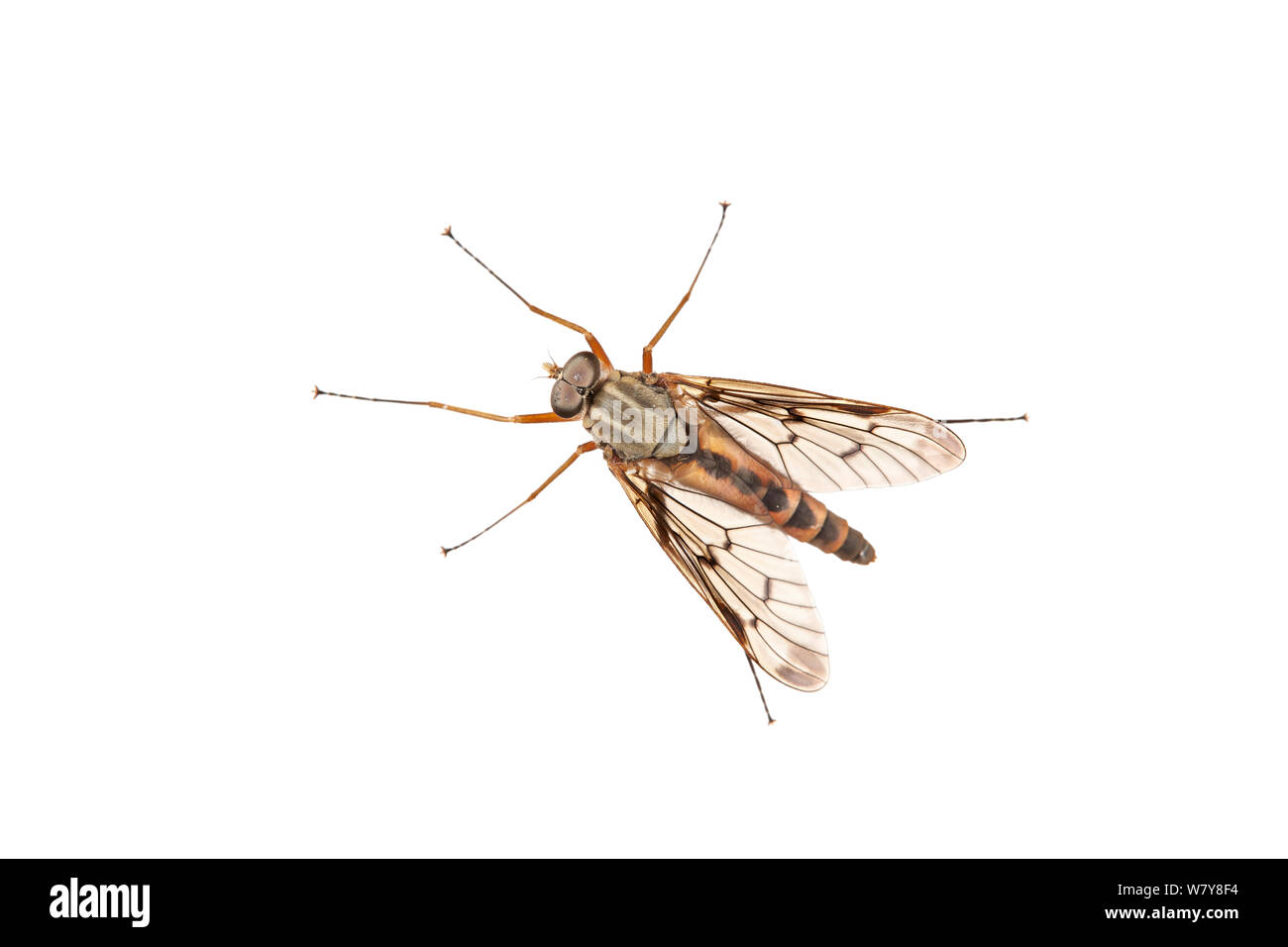 Snipe fly (Rhagio scolopacea), giardino in Barnt Green, Worcestershire, Regno Unito, maggio. meetyourneighbors.net progetto Foto Stock