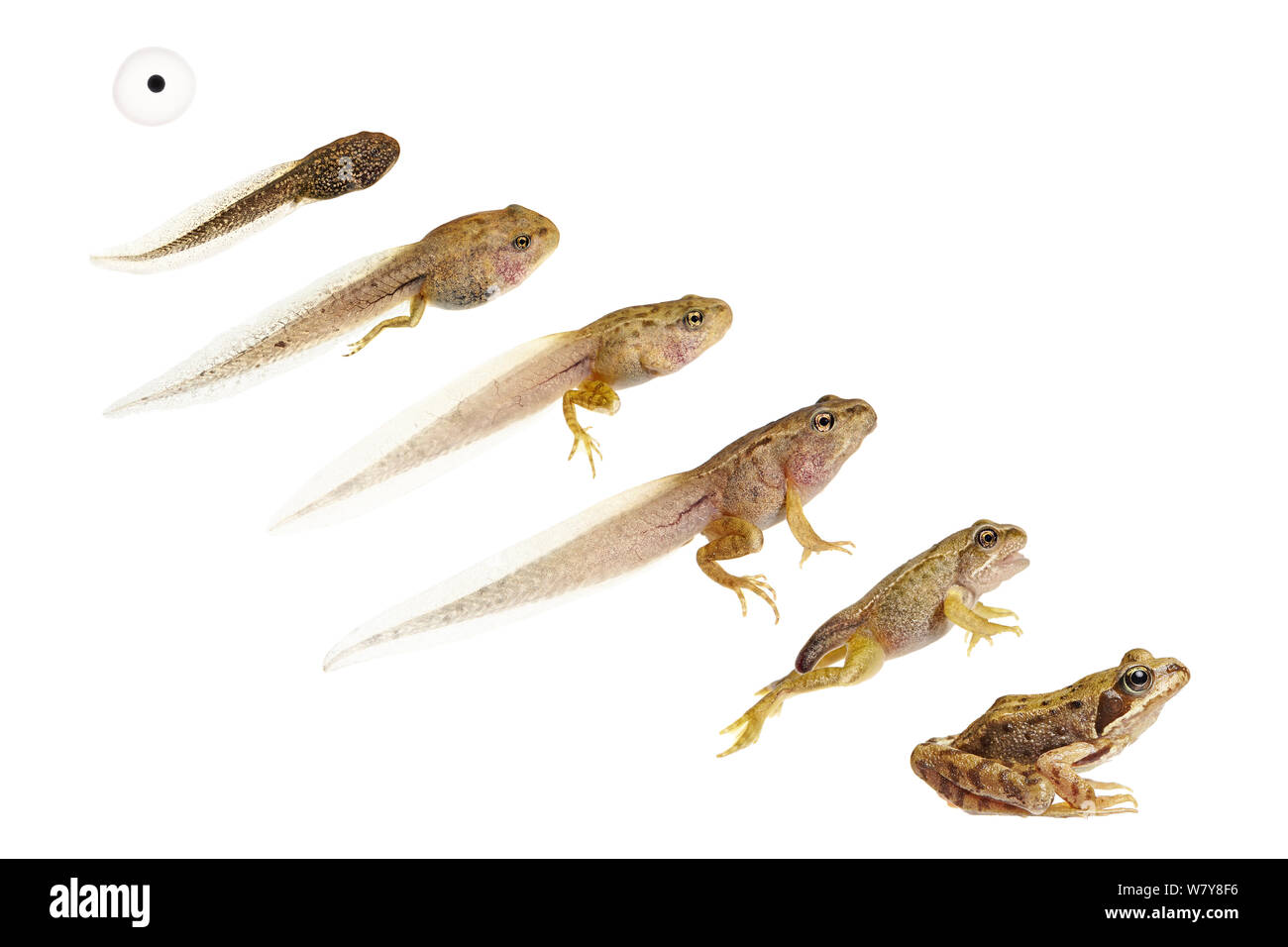 Immagine composita mostra di sviluppo / ciclo di vita della rana comune (Rana temporaria) da uovo a tadpole per adulto. Worcestershire, Regno Unito, maggio. meetyourneighbors.net progetto Foto Stock