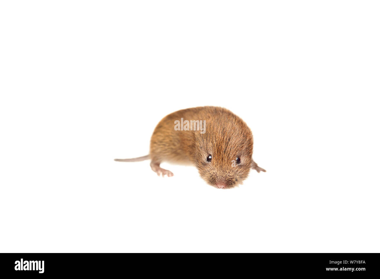 Bank vole (Clethrionomys glareolus) capretti, giardino in Worcestershire, Regno Unito, Luglio. meetyourneighbors.net progetto Foto Stock