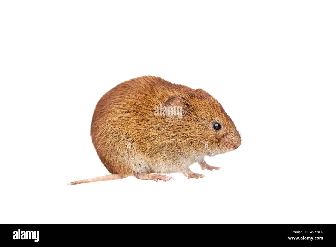 Bank vole (Clethrionomys glareolus), giardino in Worcestershire, Regno Unito, Luglio. meetyourneighbors.net progetto Foto Stock