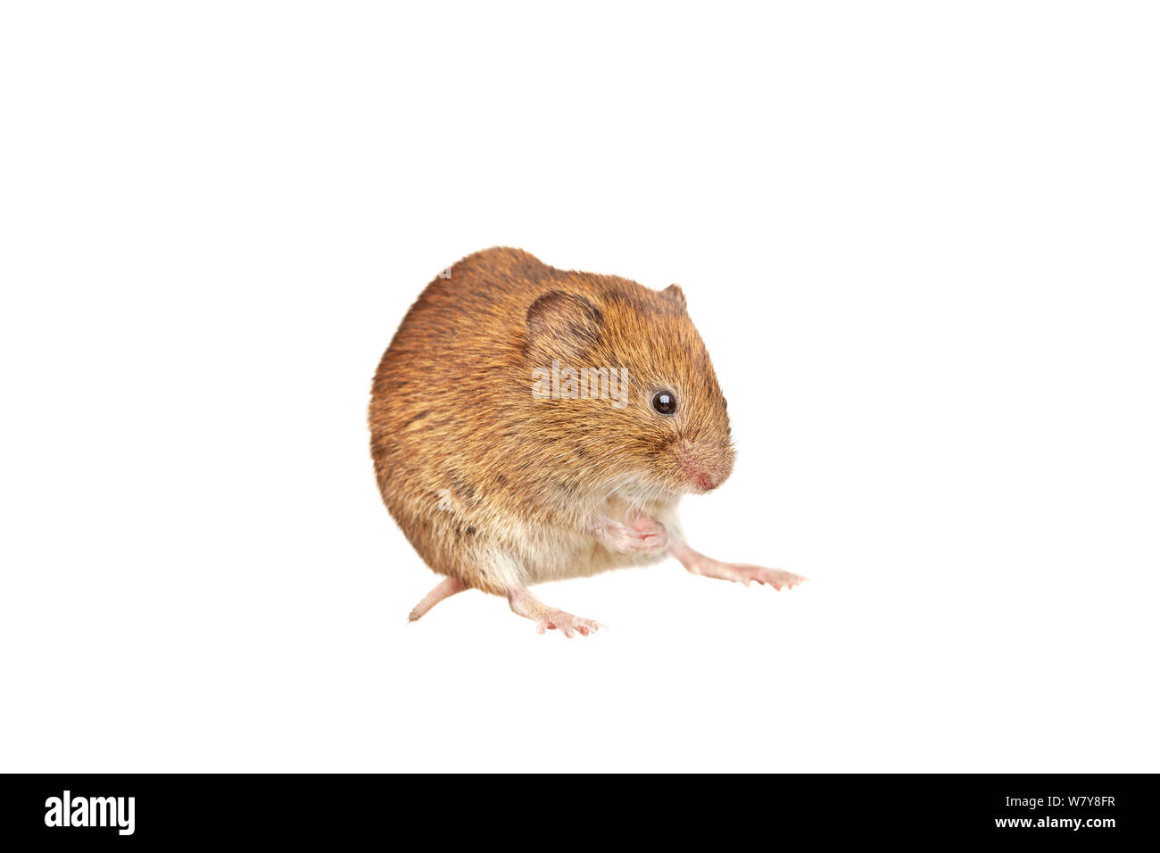 Bank vole (Clethrionomys glareolus), giardino in Worcestershire, Regno Unito, Luglio. meetyourneighbors.net progetto Foto Stock