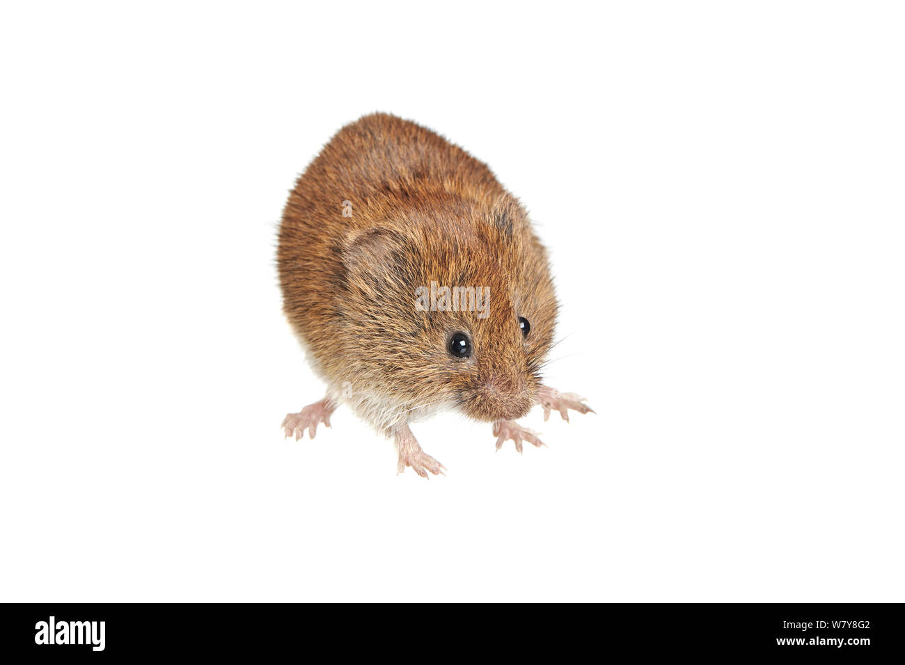 Bank vole (Clethrionomys glareolus) prese in giardino in Worcestershire, Regno Unito, Settembre. meetyourneighbors.net progetto Foto Stock