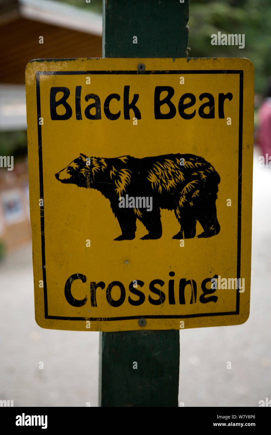Black Bear attraversando un cartello di segnalazione, Juneau, Alaska, Stati Uniti. Foto Stock