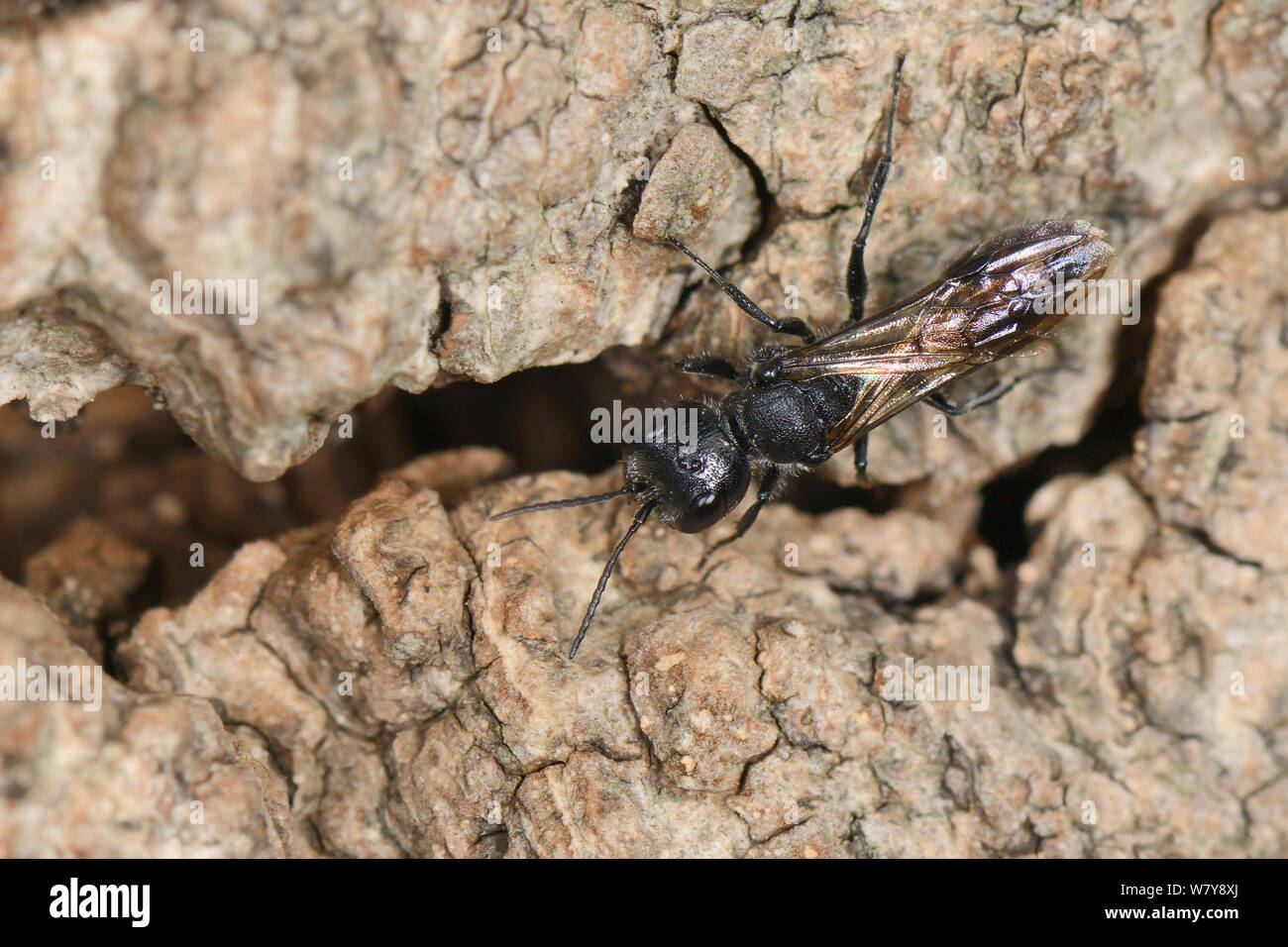 Afide wasp / sphecid wasp Pemphredon (sp) tornando a nido burrow i morti in legno di quercia base, Gloucestershire, Regno Unito, ottobre. Foto Stock