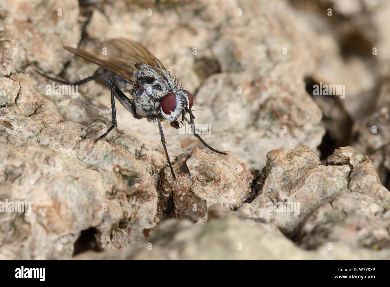 Root verme fly (Eustalomyia festiva) sulla corteccia, Gloucestershire, Regno Unito, ottobre. Foto Stock