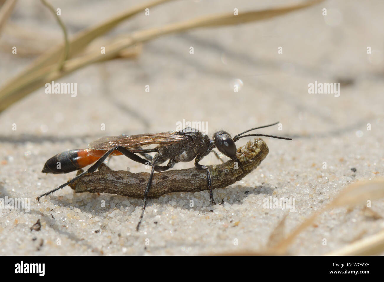 Heath sabbia wasp (Ammophila pubescens) portante un caterpillar ha paralizzato per il suo nido come cibo per le larve Studland heath, Dorset, Regno Unito, Luglio. Foto Stock