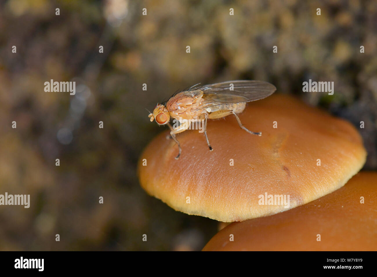 Heleomyzid fly (cf Suillia fuscicornis) su toadstool nel bosco, Gloucestershire, Regno Unito, ottobre. Foto Stock
