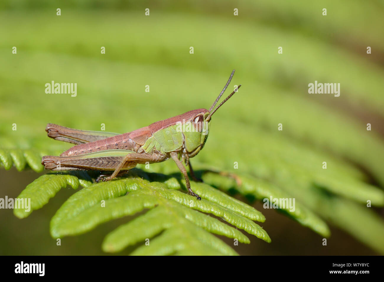 Prato grasshopper (Chorthippus parallelus) rosa-ninfa di fase in appoggio su un Bracken frond, Studland heath, Dorset, Regno Unito, Luglio. Foto Stock