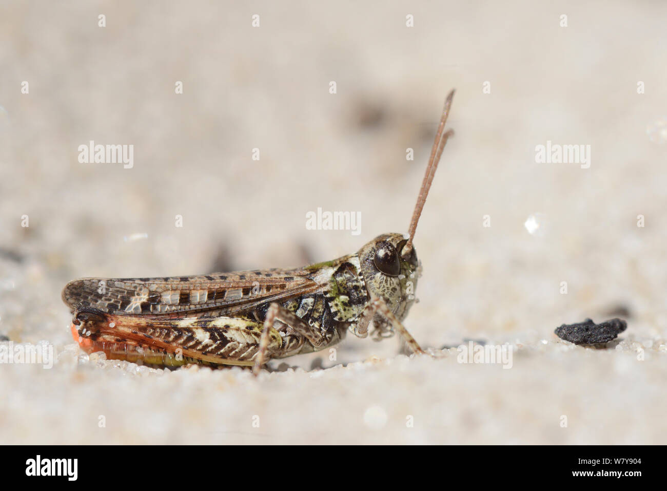 Chiazzato grasshopper (Myrmeleotettix maculatus) tra le dune di sabbia, Studland, Dorset, Regno Unito, Luglio. Foto Stock