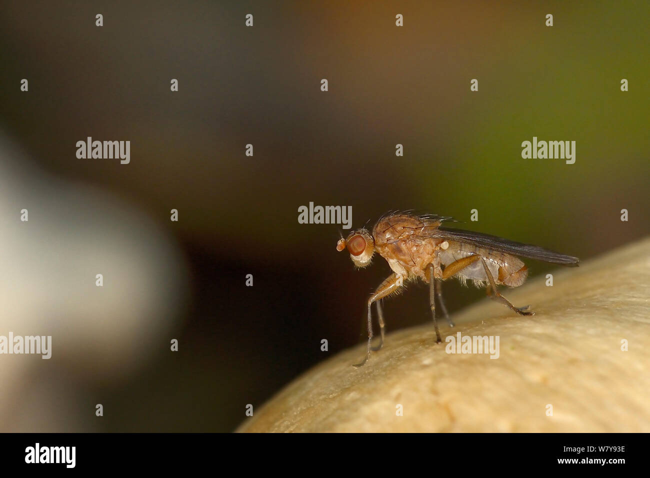 Heleomyzid fly Suillia (sp) su toadstool nel bosco, Gloucestershire, Regno Unito, ottobre. Foto Stock