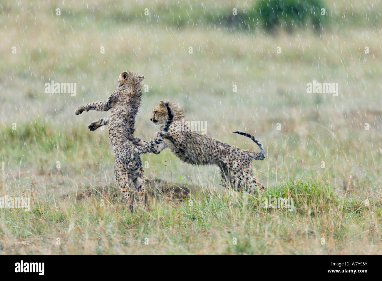 Due cuccioli di ghepardo (Acinonyx jubatus) giocando sotto la pioggia, Masai-Mara Game Reserve, in Kenya. Febbraio. Foto Stock Due cuccioli di ghepardo (Acinonyx jubatus) giocando sotto la pioggia, Masai-Mara Game Reserve, in Kenya. Febbraio. Foto Stock
