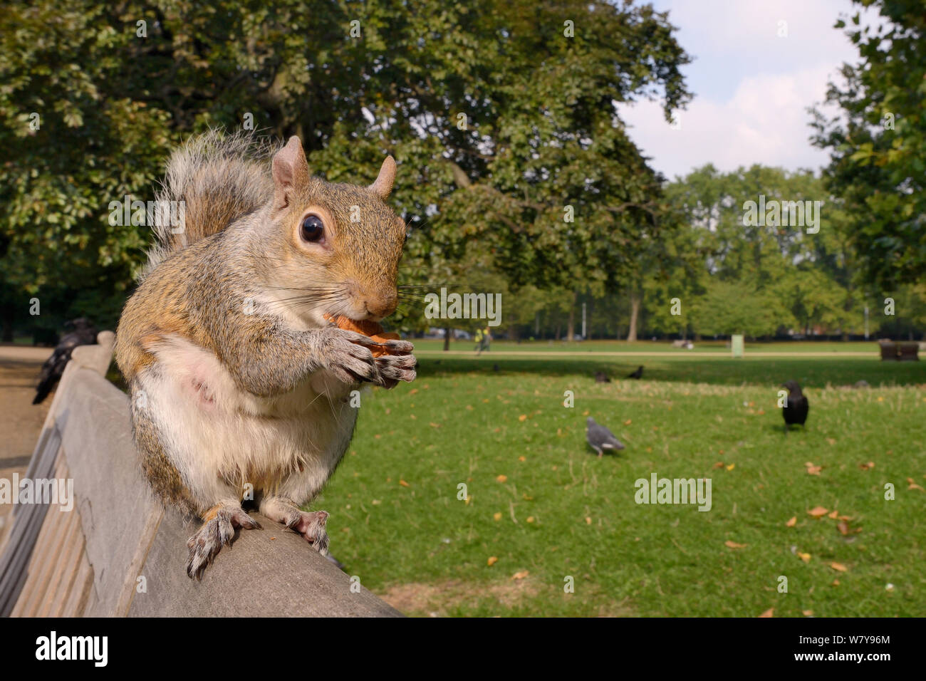 Scoiattolo grigio (Sciurus carolinensis) seduta su una panchina nel parco alimentare di mandorle dato dalla turistica, con Carrion crows (Corvus corone) e piccioni selvatici (Columba livia) e persone che camminano in background, St.James&#39;s Park, Londra, Regno Unito, Settembre. Foto Stock