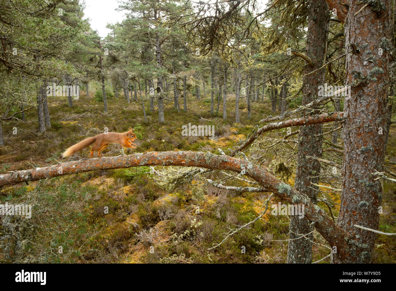 Red scoiattolo (Sciurus vulgaris) che corre lungo il ramo, Black Isle, Scozia, Aprile. Foto Stock