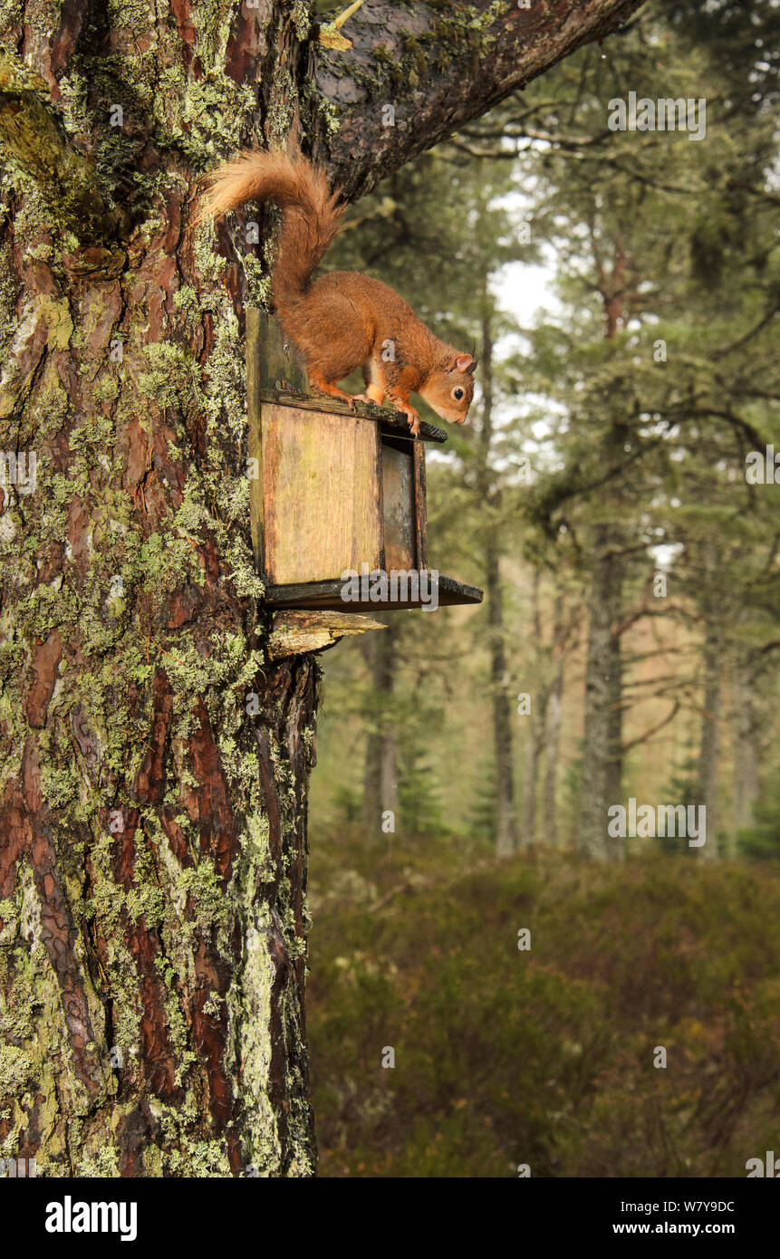 Red scoiattolo (Sciurus vulgaris) scoiattolo sulla scatola di alimentazione, Black Isle, Scozia, Aprile. Foto Stock