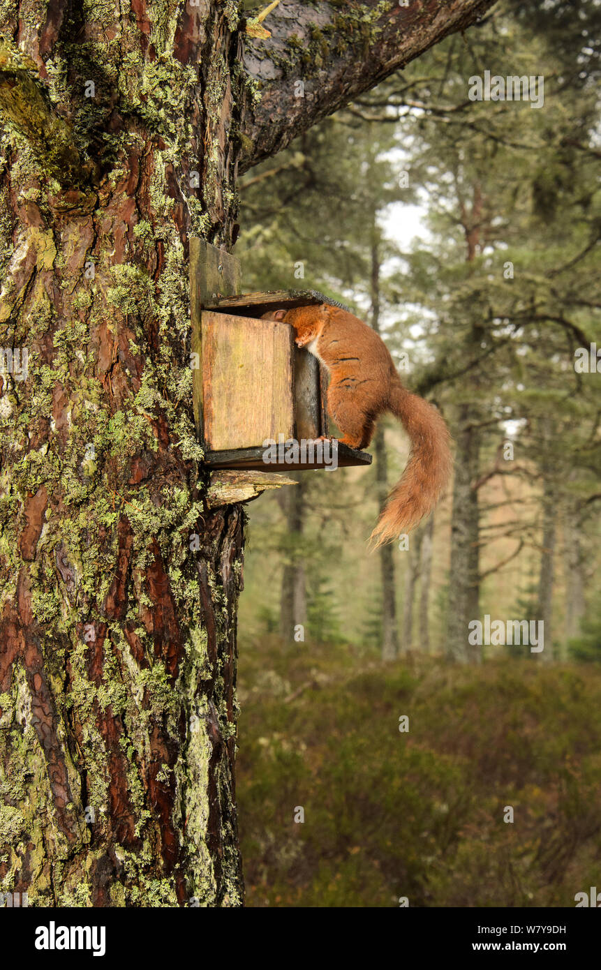 Red scoiattolo (Sciurus vulgaris) cercando in scoiattolo scatola di alimentazione, Black Isle, Scozia, Aprile. Foto Stock