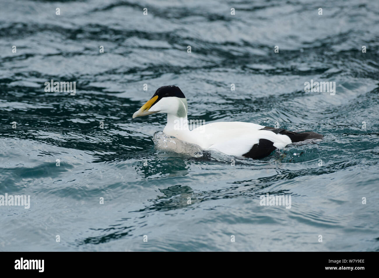 Eider comune (Somateria mollissima) sull'acqua, Penisola Snaefellsness, Islanda, Marzo. Foto Stock