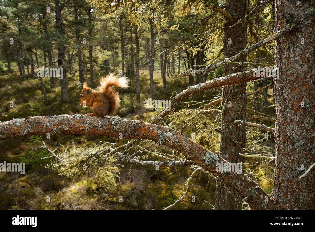 Red scoiattolo (Sciurus vulgaris) alimentazione sul ramo, Black Isle, Scozia, Aprile. Foto Stock