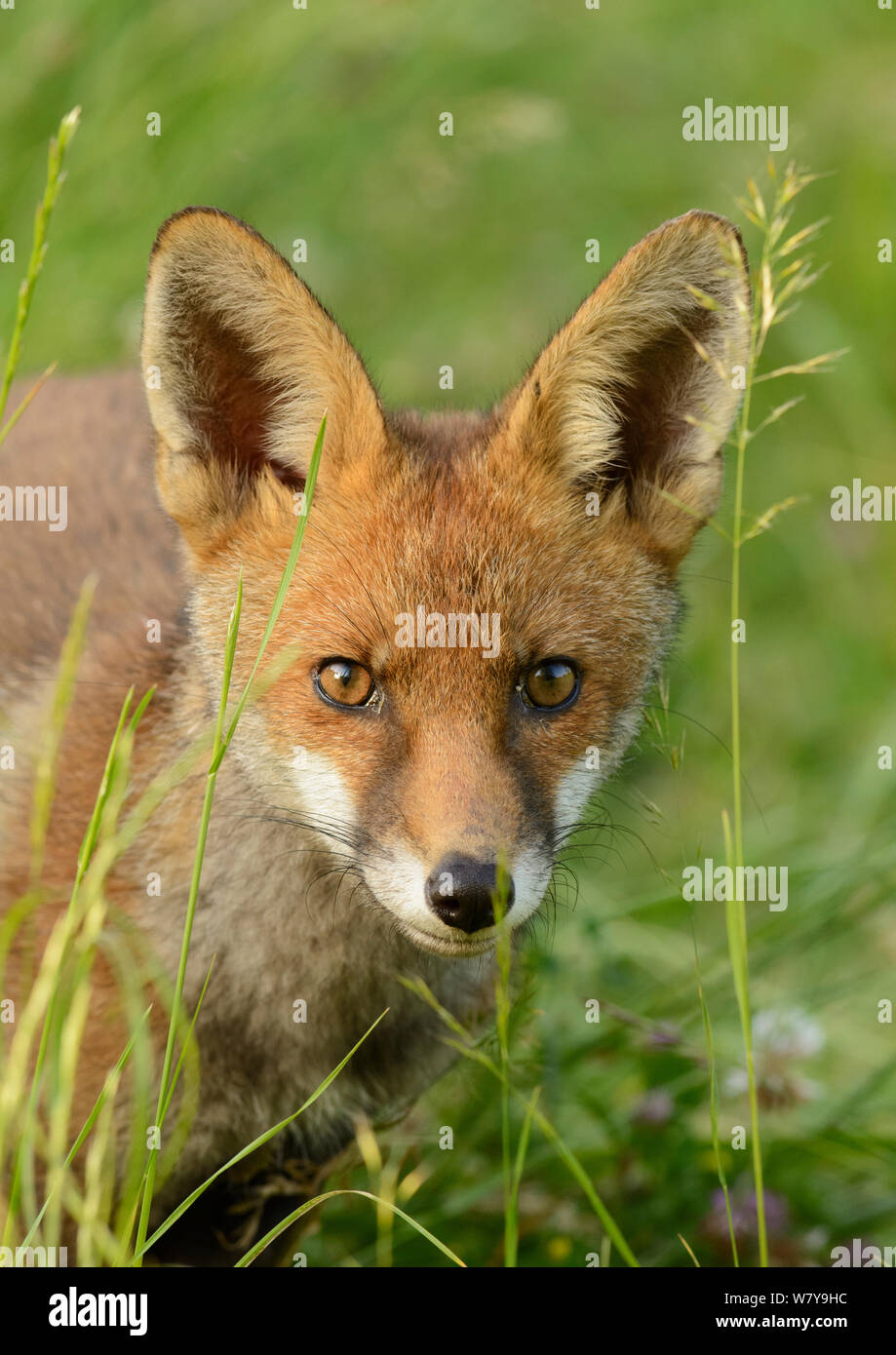 Rosso giovane volpe (Vulpes vulpes) ritratto, Kent, Regno Unito, Giugno. Foto Stock