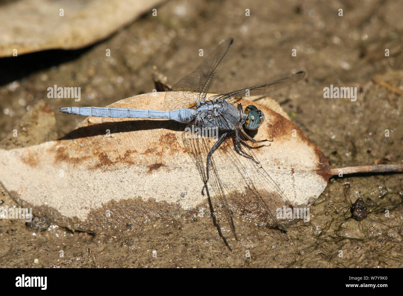 Skimmer Epaulet dragonfly (Orthetrum chrysostigma) 2 su roccia, Oman, Novembre. Foto Stock