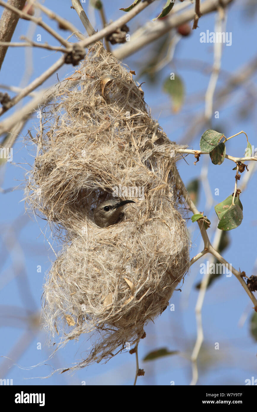 Shining sunbird (Cinnyris habessinicus) femmina nel nido, Oman, può Foto Stock