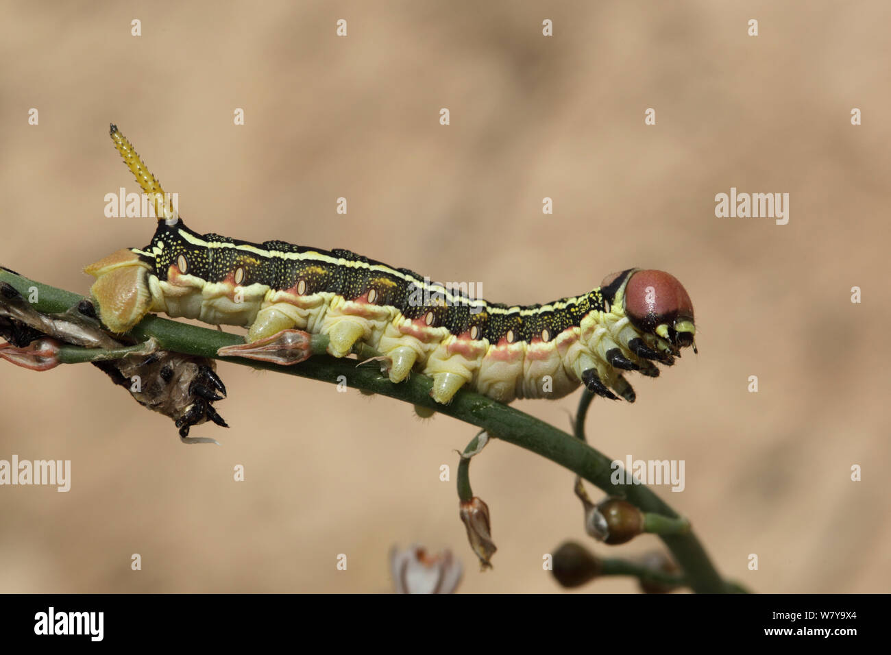 Striping (hawkmoth Hyles lineata) caterpillar, Marzo, Oman Foto Stock