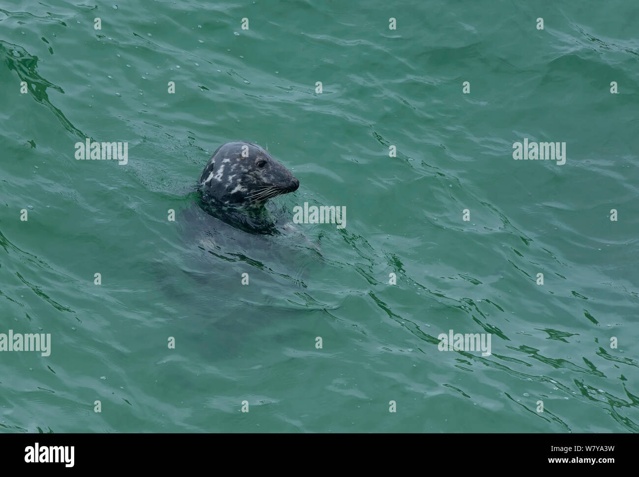 Guarnizione grigio (Halichoerus grypus) in corrispondenza della superficie, grandi isole Saltee, County Wexford, Repubblica di Irlanda. Maggio. Foto Stock