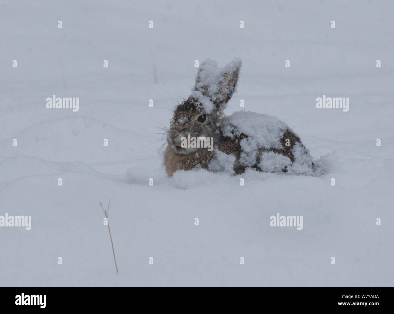 Orientale coniglio silvilago (Sylvilagus floridanus) in tempesta di neve, a sud di Hot Springs, il Dakota del Sud, Stati Uniti d'America. Foto Stock