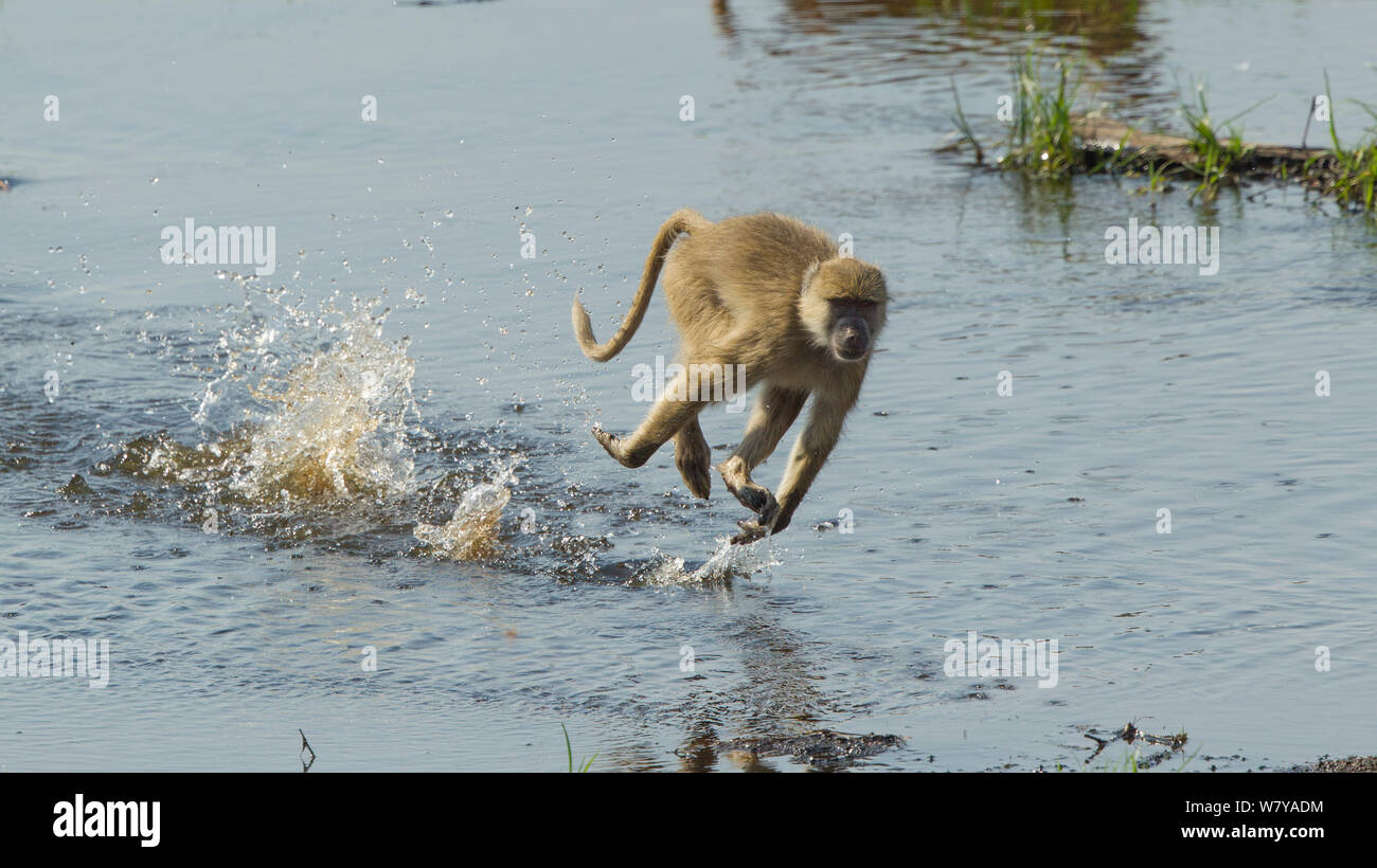 Babbuino giallo (Papio cynocephalus) in esecuzione in una parte poco profonda del Fiume Ruaha per evitare nei dintorni di coccodrilli, Ruaha National Park, Tanzania. Foto Stock
