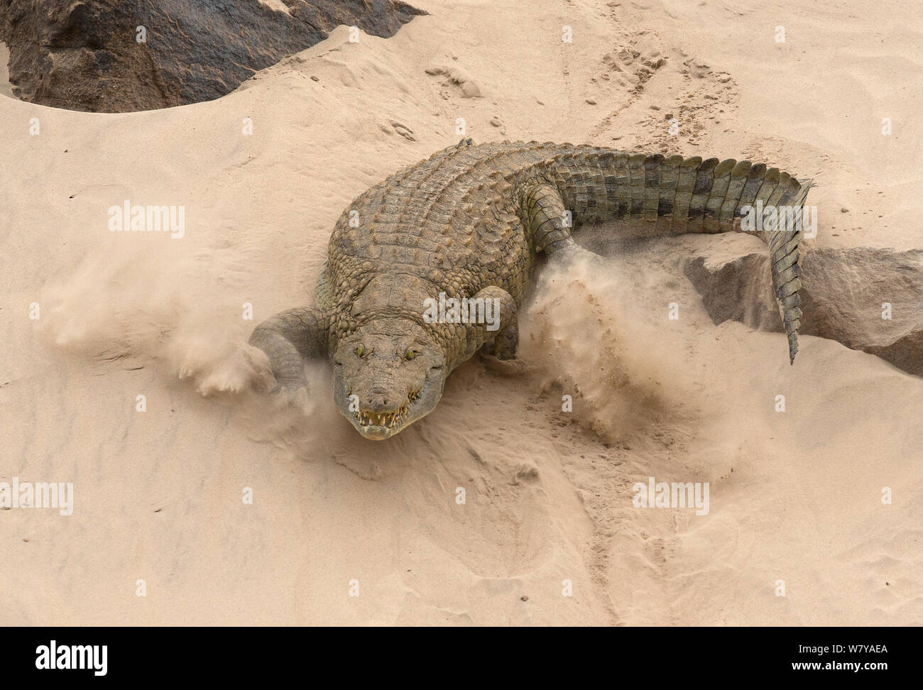Coccodrillo del Nilo (Crocodylus niloticus) sollevano sabbia come esso ritorna al fiume Rufiji, Riserva Selous, Tanzania. Foto Stock