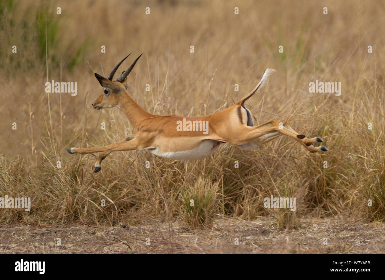 Impala (Aepyceros melampus) capretti saltando maschio, Riserva Selous, Tanzania. Foto Stock
