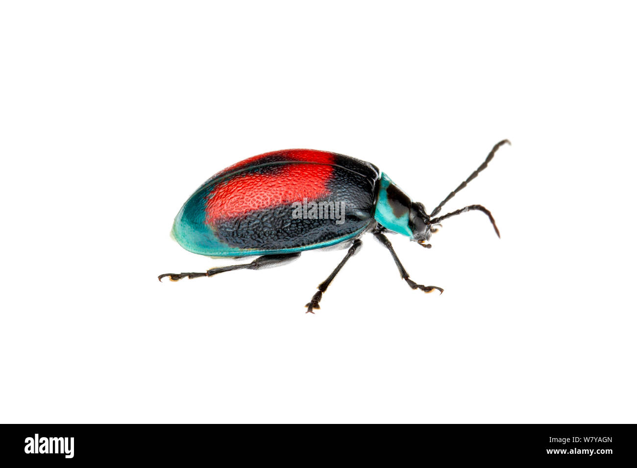 Foglia (beetle Aspicela bourcieri) profilo, west Ande, Mindo, Ecuador. Ritagliata. Progetto Meetyourneighbors.net Foto Stock