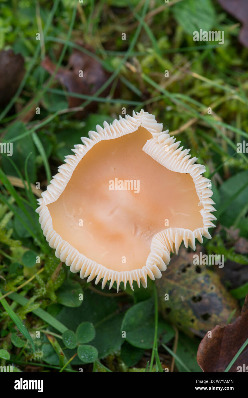 Prato waxcap (Hygrocybe pratensis) Sussex, Regno Unito, novembre. Foto Stock