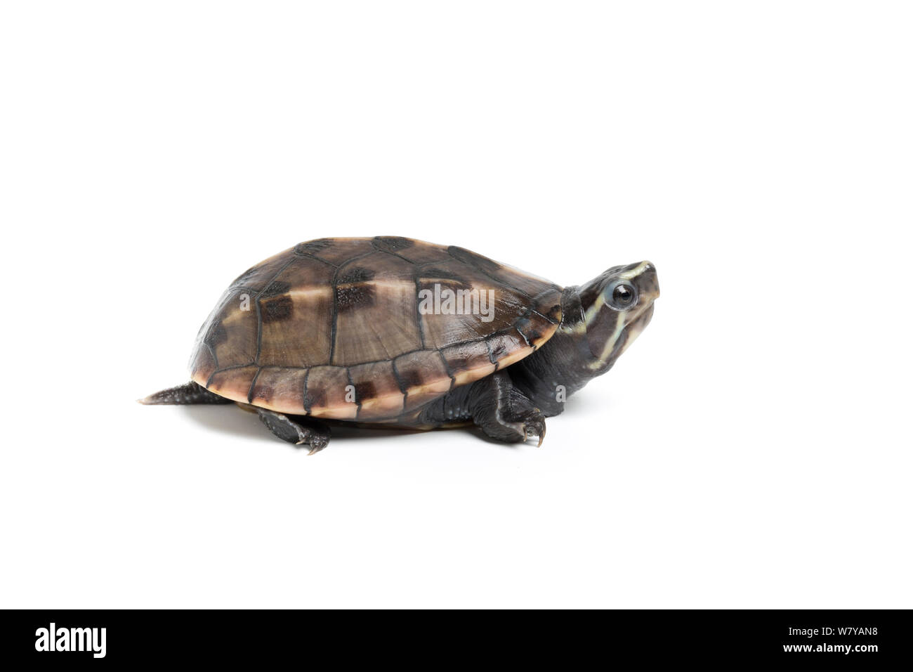 A tre strisce di fango (tartaruga Kinosternon rhodohypoxis) sub-adulto. Captive, endemico negli Stati Uniti. Foto Stock