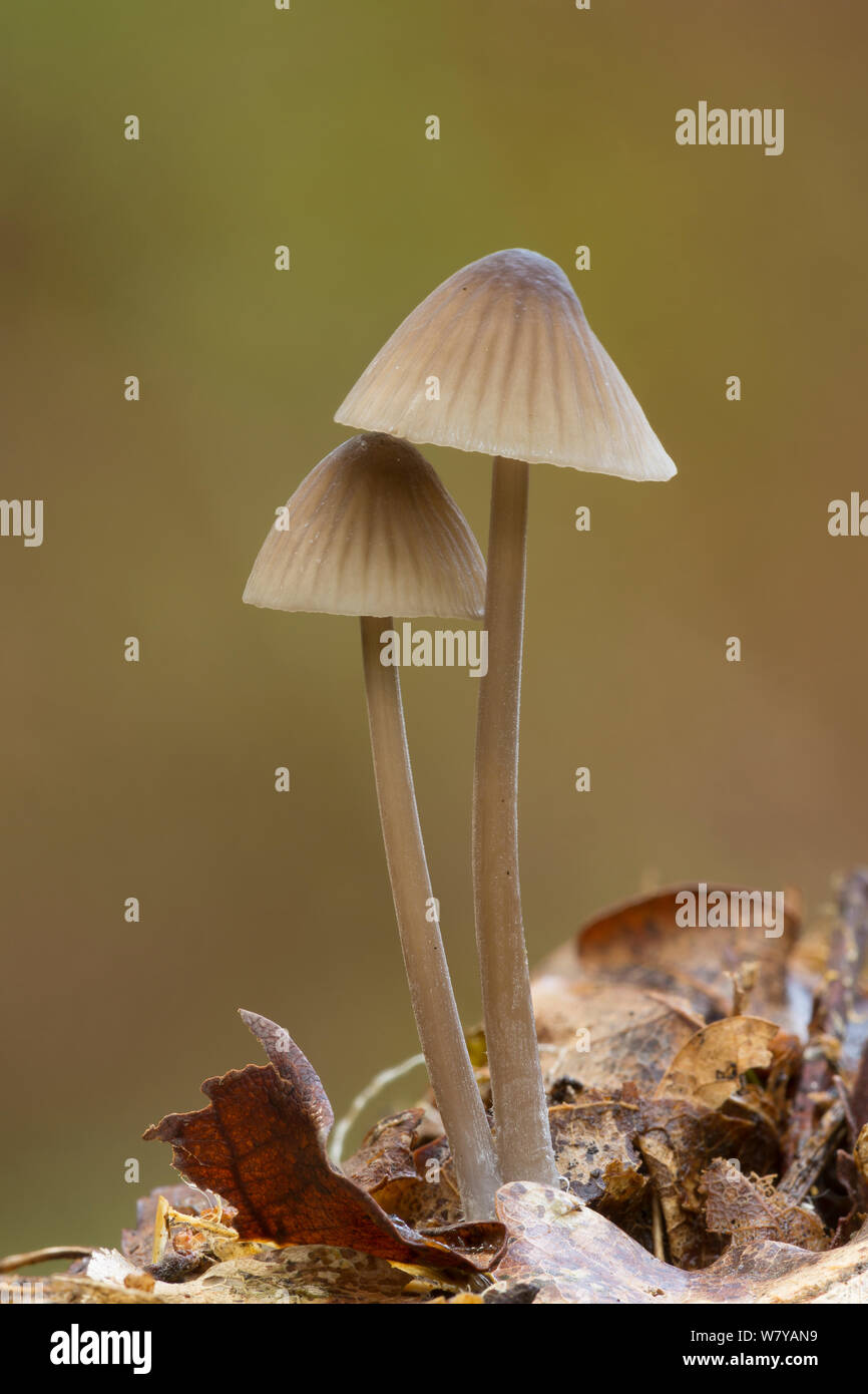 Mycena toadstools, Peak District, Derbyshire, Regno Unito, ottobre. Immagine presa tramite digital focus-stacking. Foto Stock