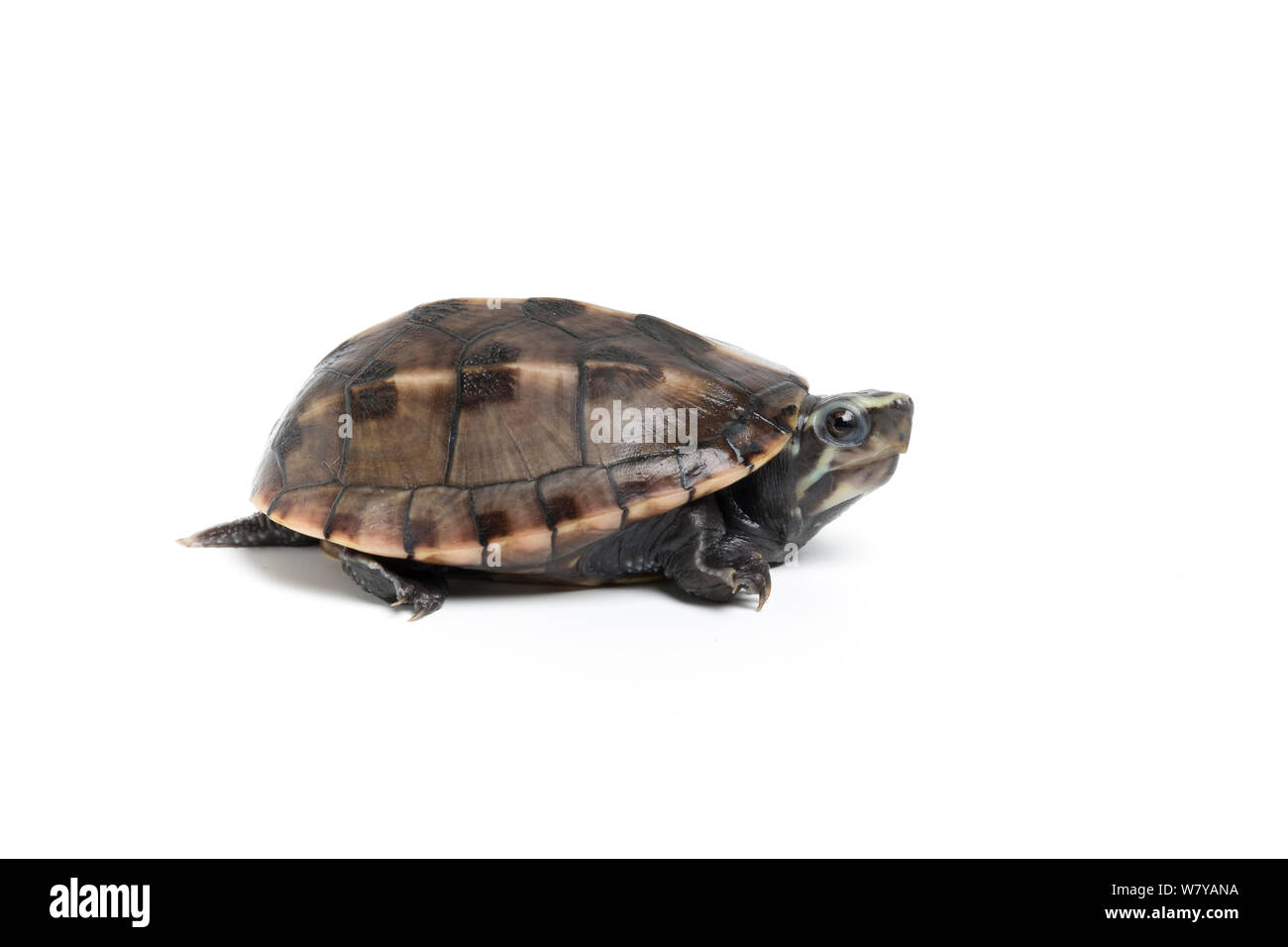 A tre strisce di fango (tartaruga Kinosternon rhodohypoxis) sub-adulto. Captive, endemico negli Stati Uniti. Foto Stock