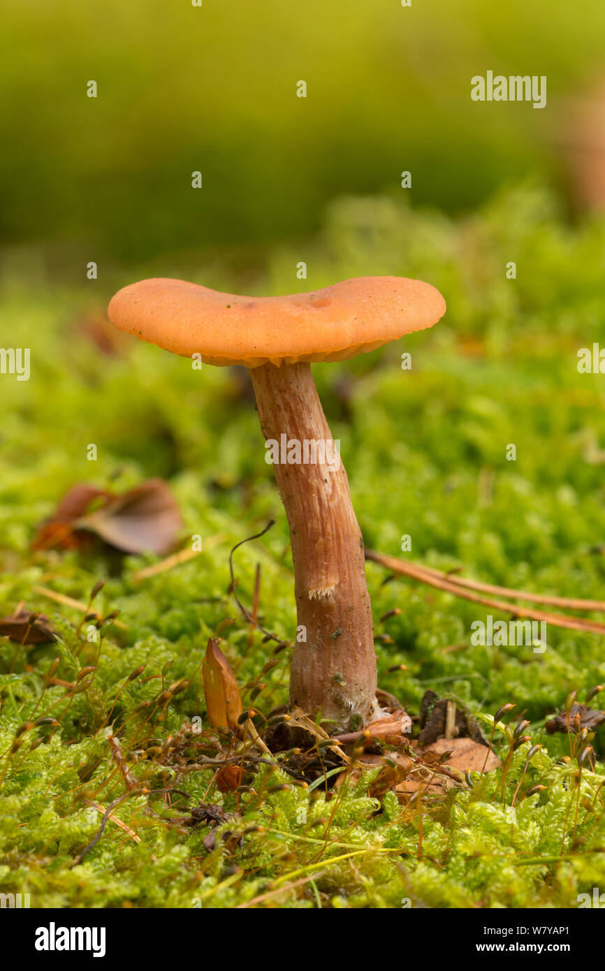 Deceiver fungo (Laccaria laccata) Longshaw, Derbyshire, Regno Unito, ottobre. Immagine presa tramite digital focus-stacking. Foto Stock