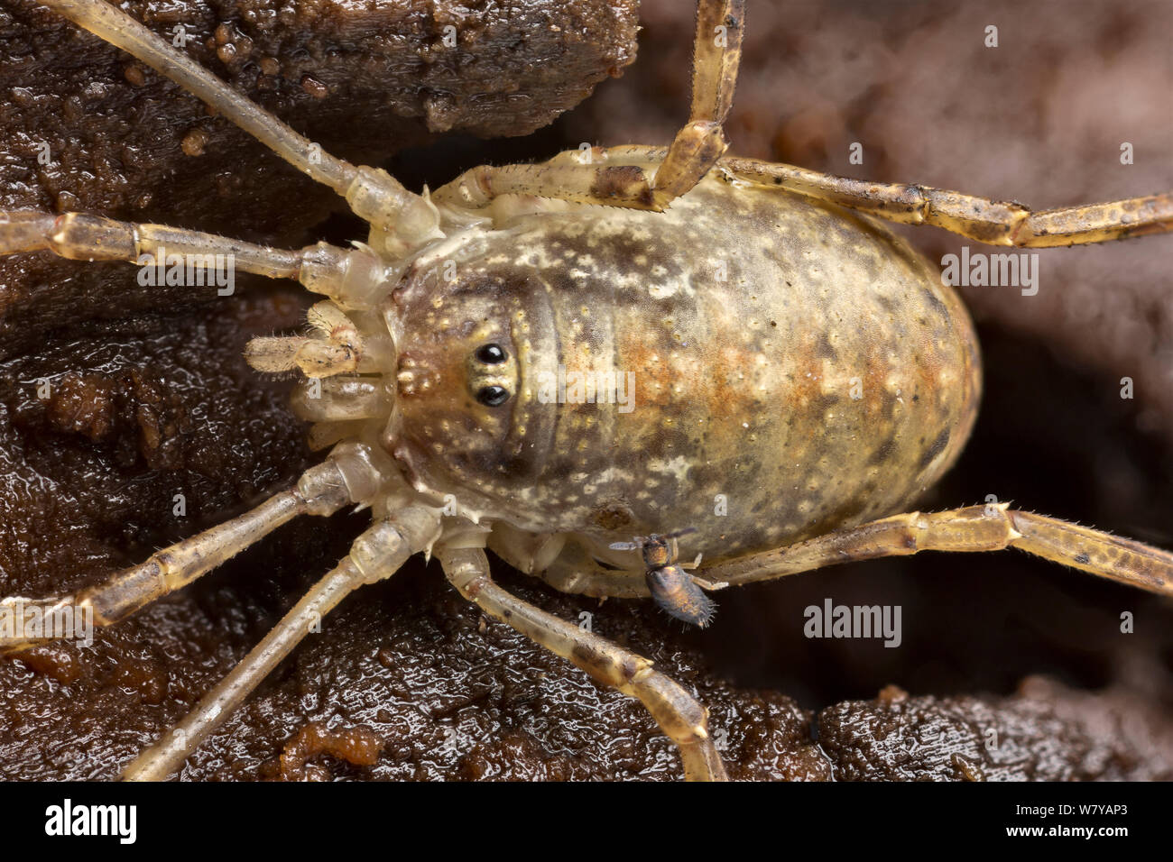 Harvestman (Ophilio saxatilis) Yorkshire, Regno Unito, ottobre. Immagine presa tramite digital focus-stacking. Foto Stock