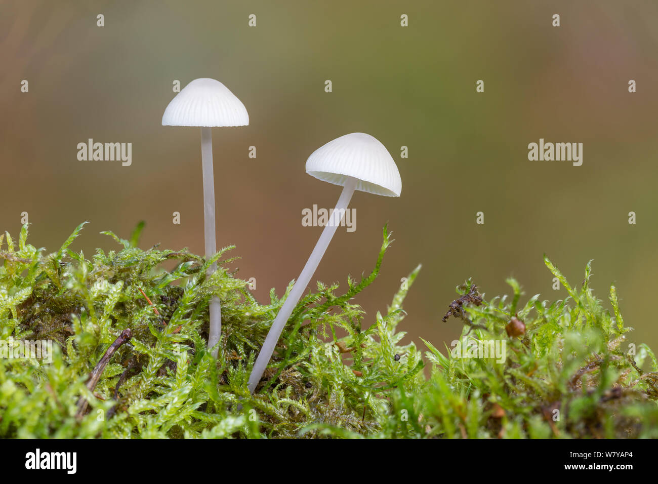 La mungitura bianco cofano (Mycena galopus var. candida) Peak District, Derbyshire, Regno Unito, ottobre. Immagine presa tramite digital focus-stacking. Foto Stock