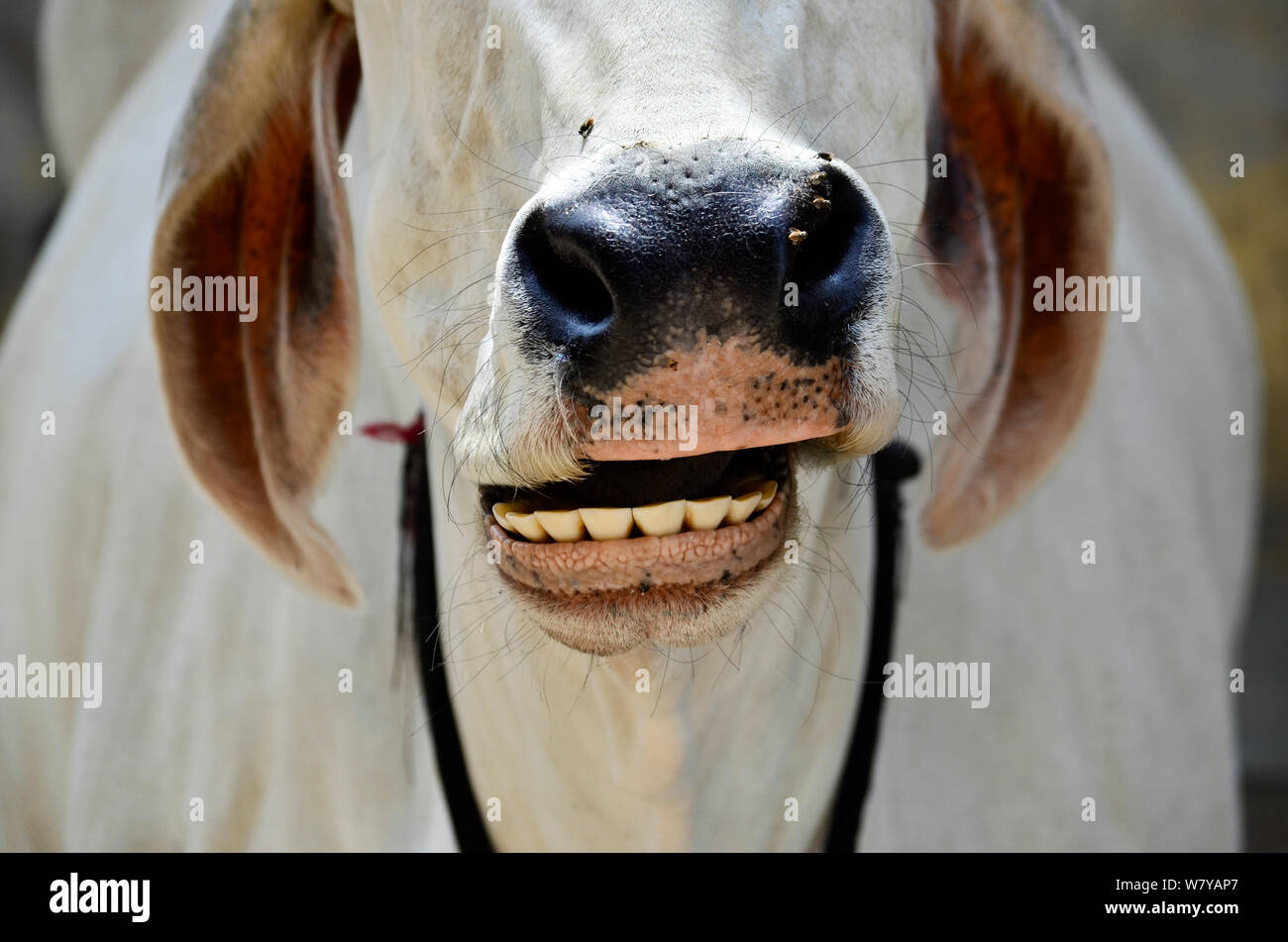 Ritratto di vacca Bianca sorridente e masticare sulle strade di Pushkar, India Foto Stock