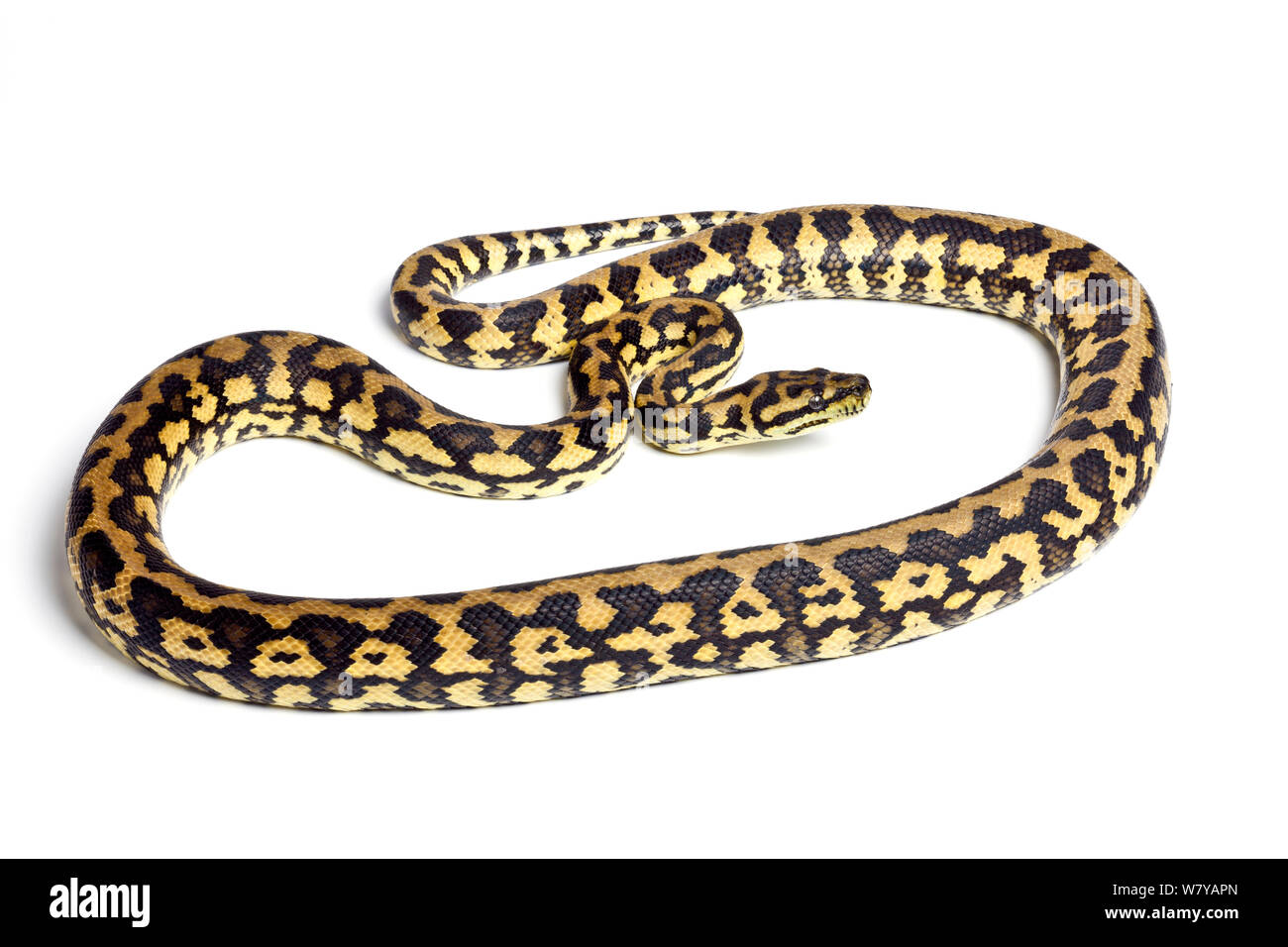 Tappeto python (Morelia spilota) Forma del Queensland, su sfondo bianco, avviene in Australia, Indonesia e in Nuova Guinea. Foto Stock