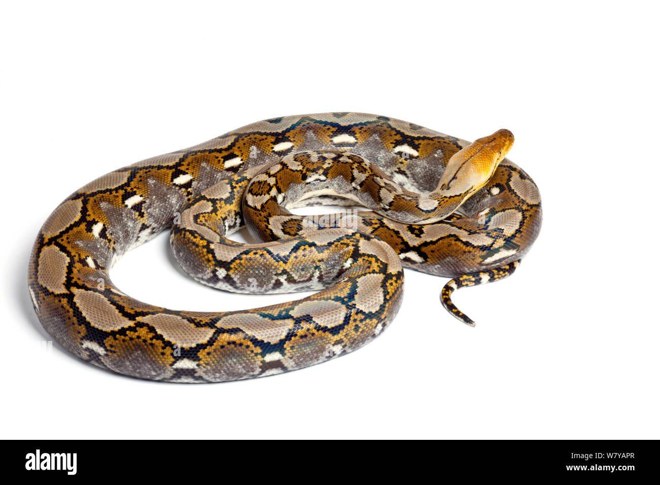 Pitone reticolato (Python reticulatus) su sfondo bianco, si verifica nel Sud Est asiatico Foto Stock