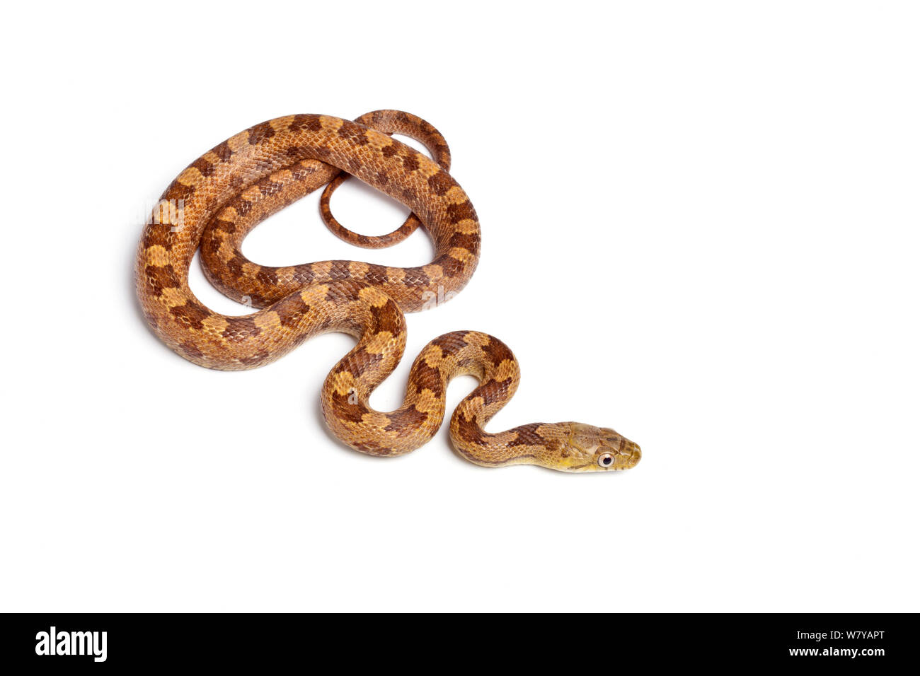 Giallo (ratsnake Pantherophis obsoletus quadrivittata) capretti su sfondo bianco, avviene in Florida Foto Stock